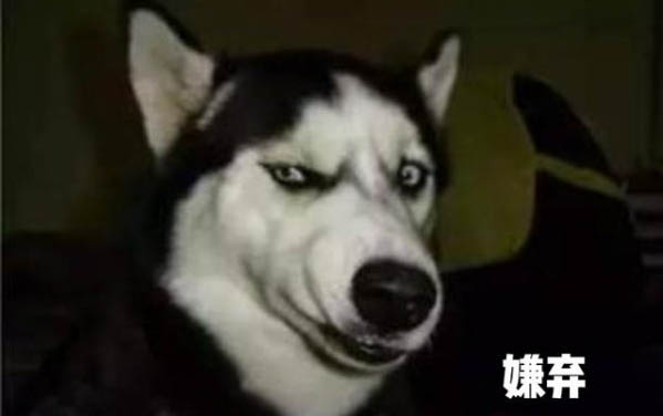 狗狗感冒和犬瘟的區別