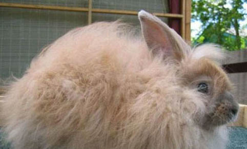 安哥拉兔飼養(yǎng)的注意事項(xiàng)