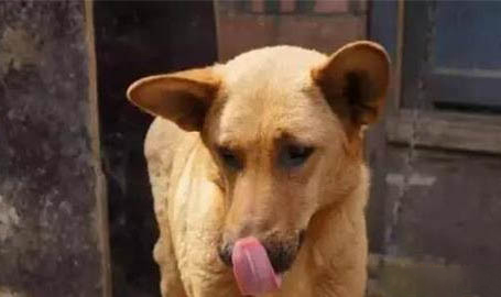 純種中華田園犬哪里有買的
