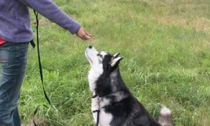 狗狗得冠狀病毒能治愈嗎