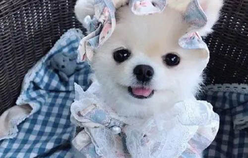 如何給狗狗選擇犬糧