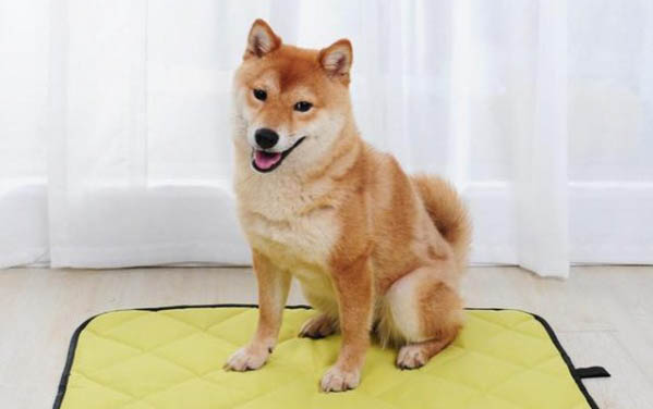 狗狗咳嗽咔咔聲還流黃鼻涕