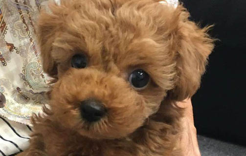 灰泰迪狗多少錢一只