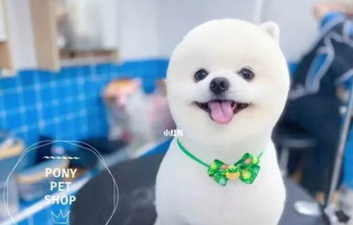 博美犬的壽命一般是多少年?
