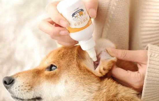 狗狗發抖沒精神不吃東西是怎么回事？