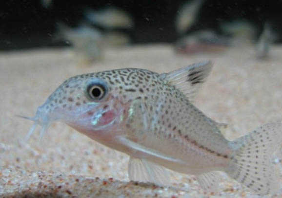 孔雀魚產卵后多久能回大缸