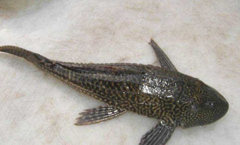為什么別的魚不死清道夫死了