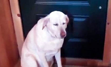 狗狗皮膚病用什么藥可以治