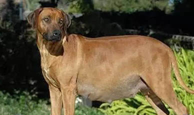 狗狗懷孕幾個月能生小狗
