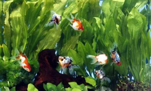 魚缸養(yǎng)魚增氧泵要一直開著嗎