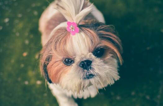 巴吉度犬和牛頭梗哪個好