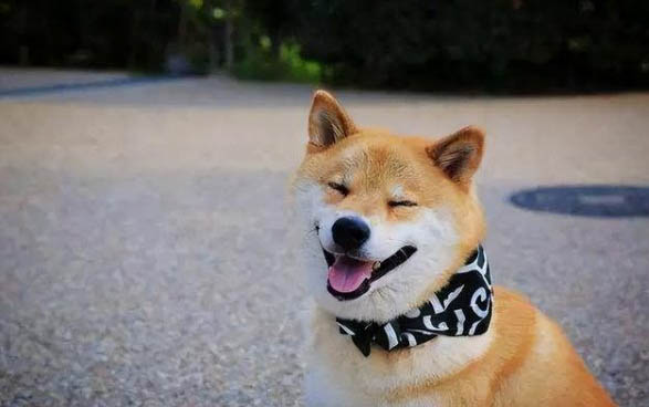 狗狗沒精神不愛動總是自己趴著咋回事