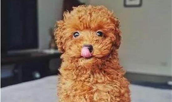 狗狗為什么會喜歡假咬主人