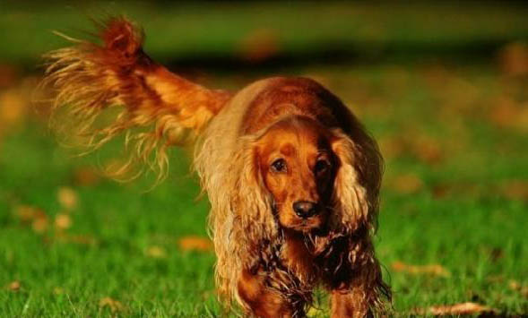 英國可卡犬多少錢一只？