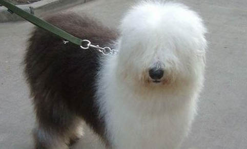 挑選蘇格蘭牧羊犬注意些什么？