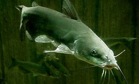 孔雀魚吃水草是因為餓嗎