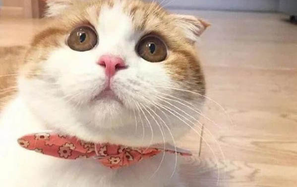 小貓舌頭倒刺