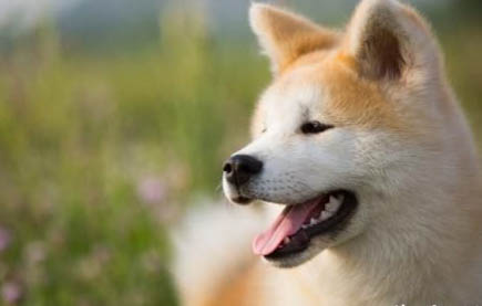 狗狗喜歡咬東西