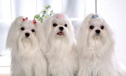 馬爾濟斯犬和約克夏有什么區別?