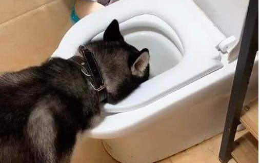 為什么狗狗感冒好了還會嘔吐呢?