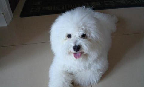 比熊犬可以吃什么水果