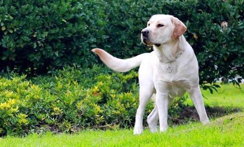 三個月的幼犬能遛狗嗎