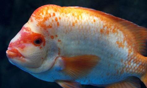 魚缸養(yǎng)魚的水渾濁了怎么辦