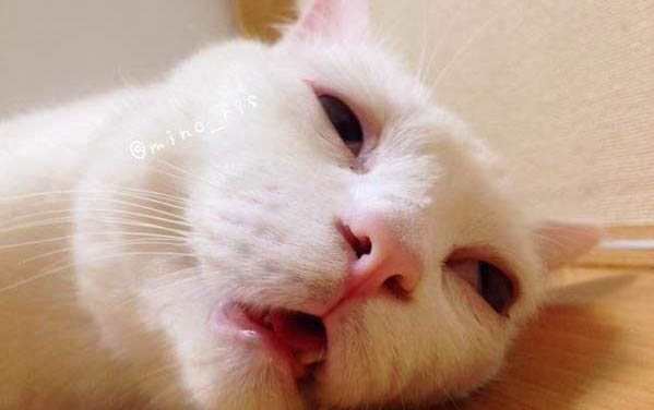 貓咪為什么會得滴蟲病毒呢