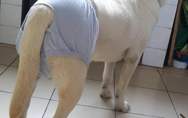 狗狗抽氣是什么癥狀