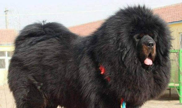 哪里有賣純種巨型藏獒