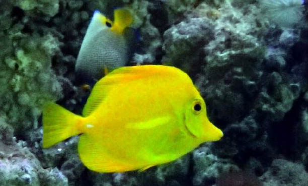 金魚品種有哪些
