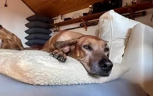 狗狗得了犬瘟是什么癥狀是什么