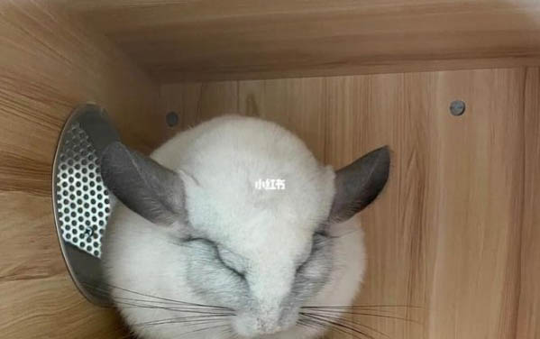 為什么龍貓叫