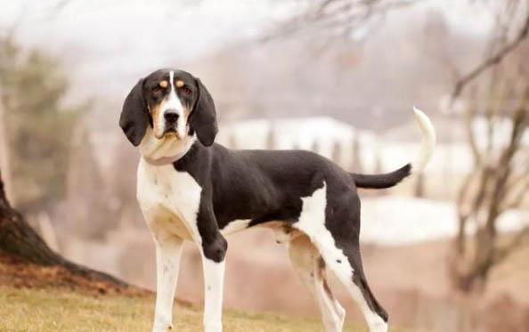 比格犬性格優缺點有哪些比格犬優點缺點介紹