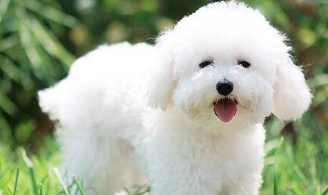 一只比熊犬多少錢