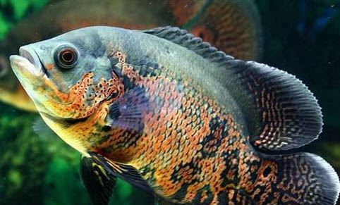 如何制作狗糧當做魚餌釣魚用