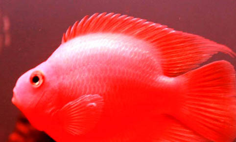 石斑魚需要喂什么食物