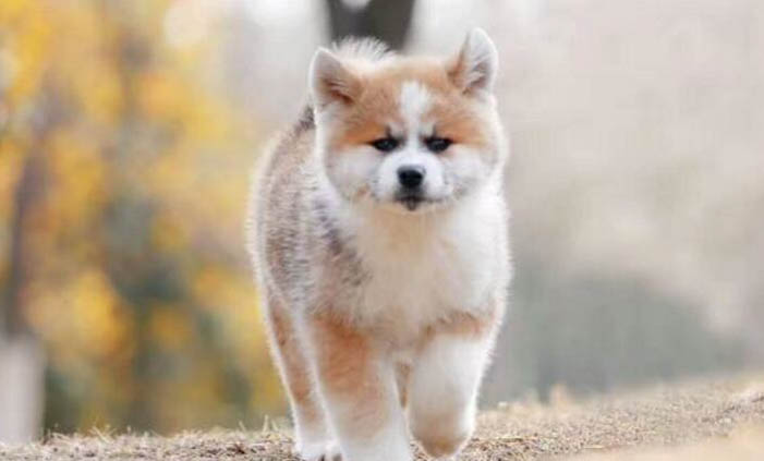 幼犬糧成犬可以吃嗎