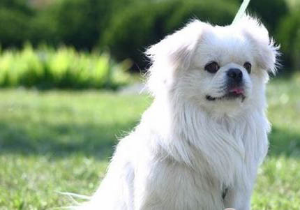 平毛尋回獵犬老喝水是什么原因
