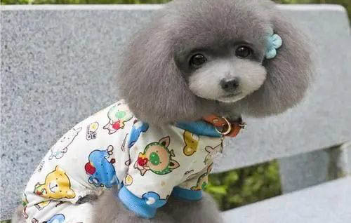 狗狗缺鈣的癥狀有哪些表現