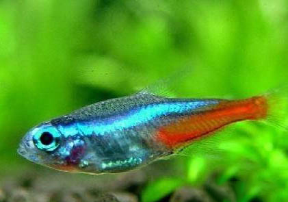 養(yǎng)魚一定需要增氧泵嗎