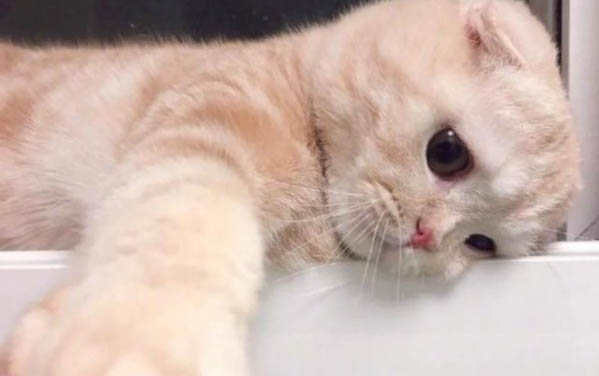 小貓像狗一樣喘氣