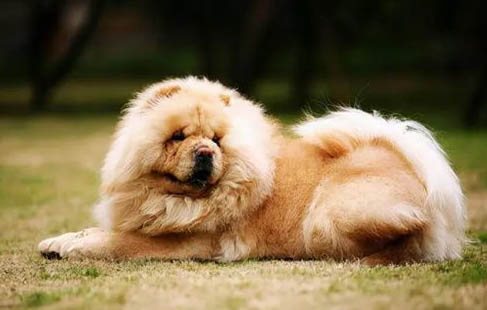 熊獅犬和松獅犬哪個好