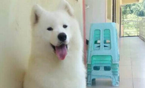 忠心護主的犬類
