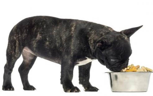 狗狗最近口臭很嚴重咋回事
