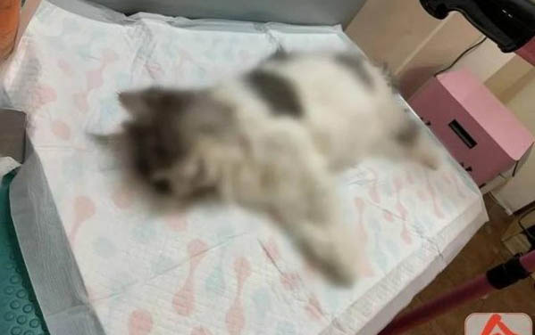 上海哪里有貓舍