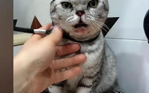 貓咪能不能吃哈密瓜嗎