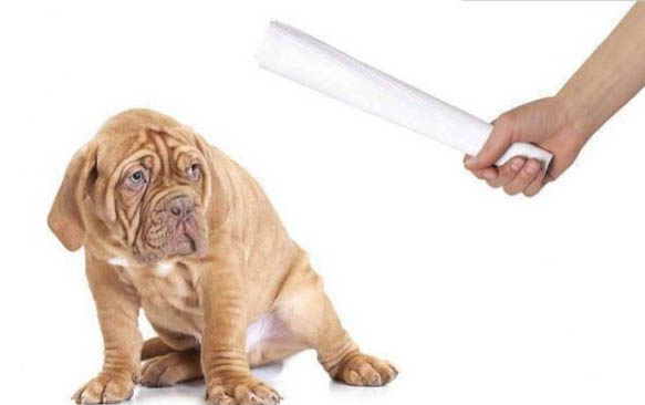 狗狗的下嘴唇偶爾發抖