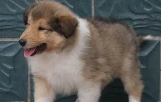 蘇格蘭牧羊犬喜歡吃什么