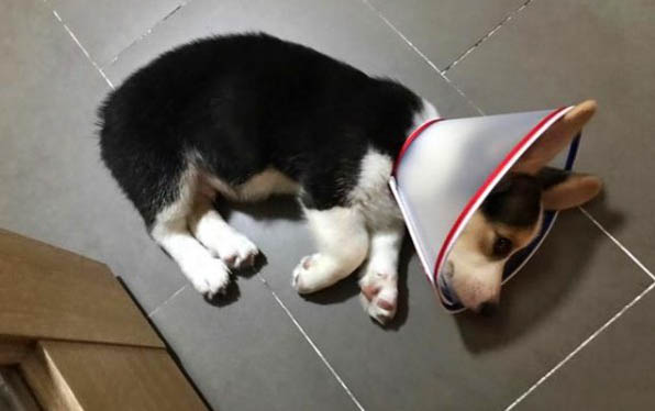 狗狗為什么喜歡睡在主人的旁邊